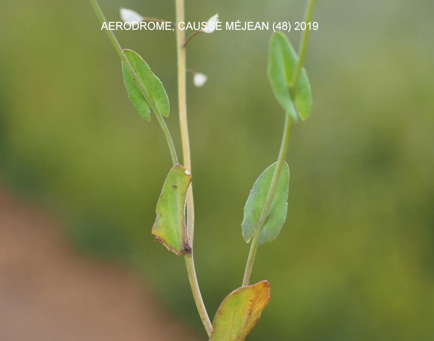 Pennycress, Perfoliate leaf
